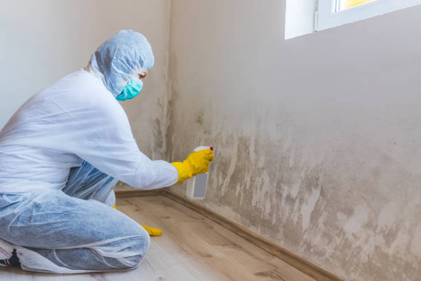 Licensed Mold Cleanup service in Spring Grove, VA - WQB Mold Removal